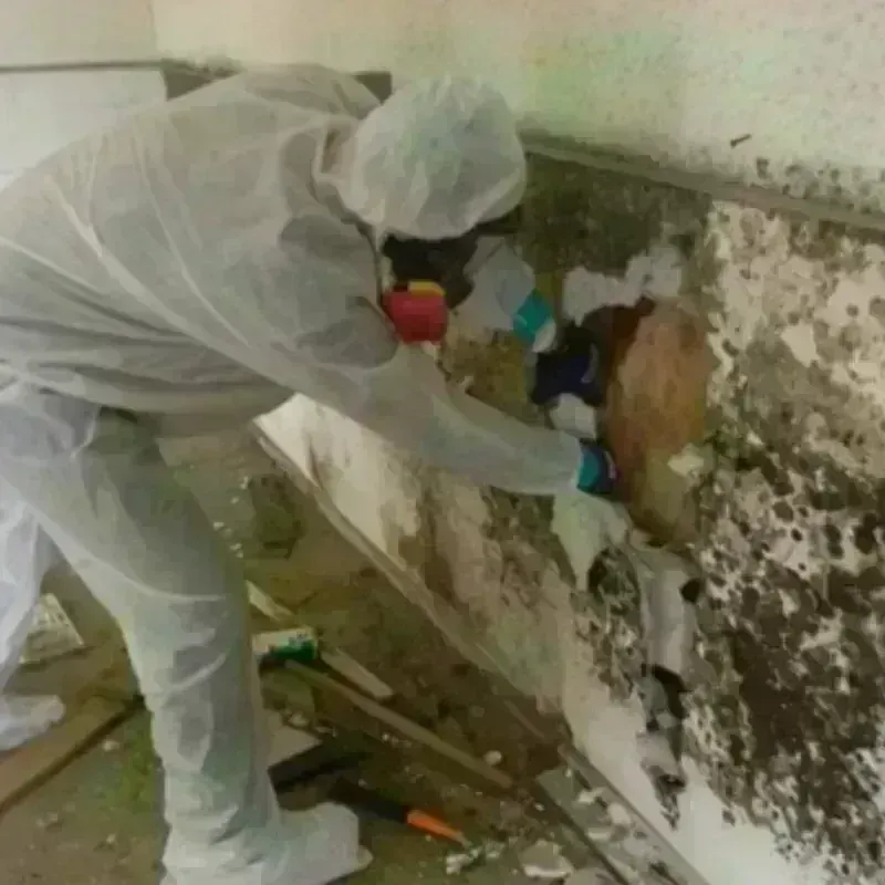 Mold Remediation and Removal in Montgomery County, MS